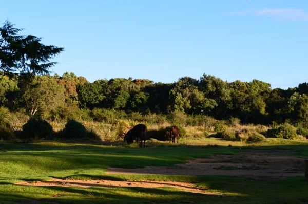 Zdjęcie ze Sri Lanki - HORTON PLAINS