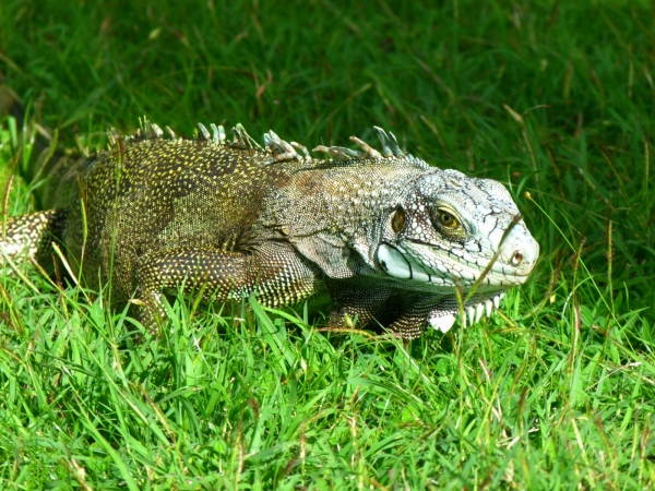 Zdjęcie z Gwadelupy - Iguana