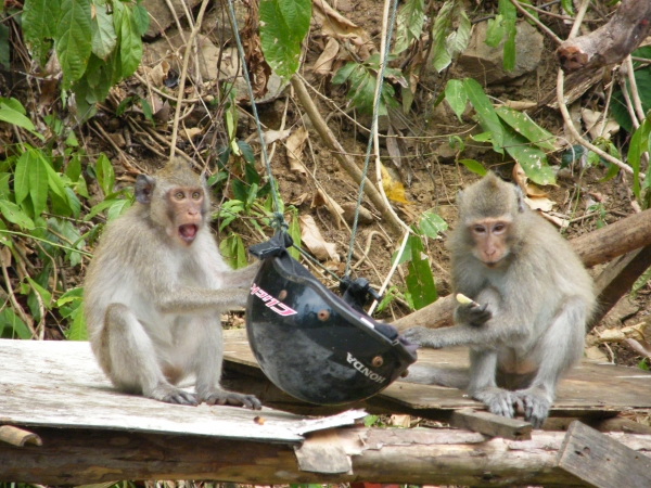 Zdjęcie z Tajlandii - Małpiszony na wyspie Koh Chang