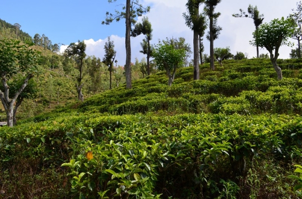 Zdjęcie ze Sri Lanki - POLA HERBACIANE