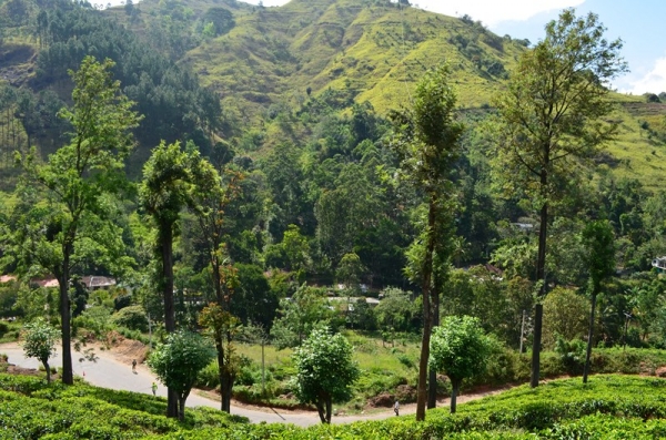 Zdjęcie ze Sri Lanki - POLA HERBACIANE