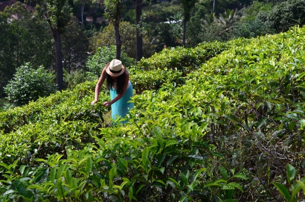 Zdjęcie ze Sri Lanki - POLA HERBACIANE