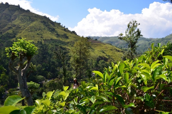 Zdjęcie ze Sri Lanki - POLA HERBACIANE