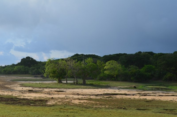 Zdjęcie ze Sri Lanki - YALA NATIONAL PARK