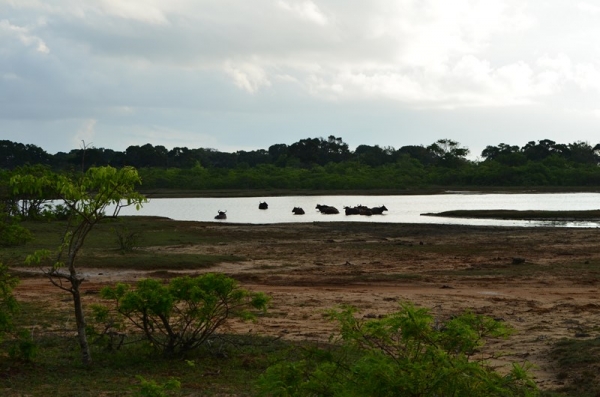 Zdjęcie ze Sri Lanki - YALA NATIONAL PARK