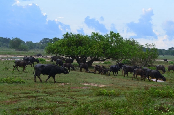 Zdjęcie ze Sri Lanki - YALA NATIONAL PARK