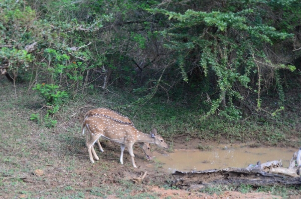 Zdjęcie ze Sri Lanki - YALA NATIONAL PARK