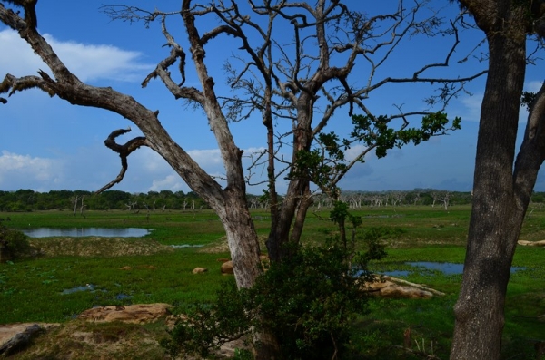 Zdjęcie ze Sri Lanki - YALA NATIONAL PARK