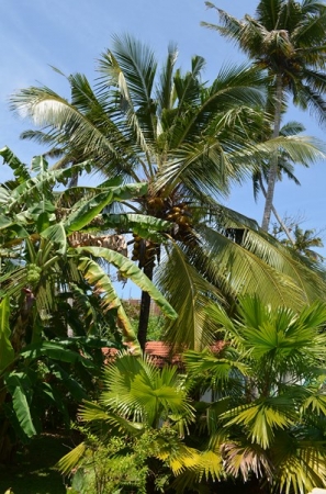 Zdjęcie ze Sri Lanki - SURFING VILLA