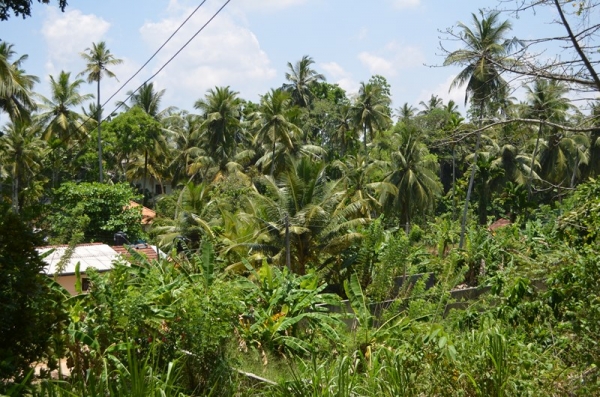 Zdjęcie ze Sri Lanki - 