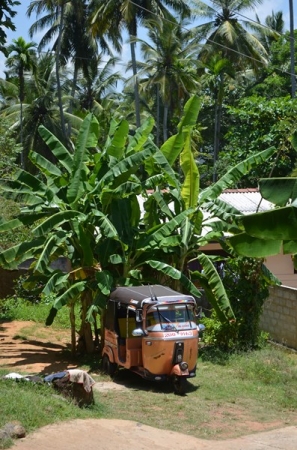 Zdjęcie ze Sri Lanki - 
