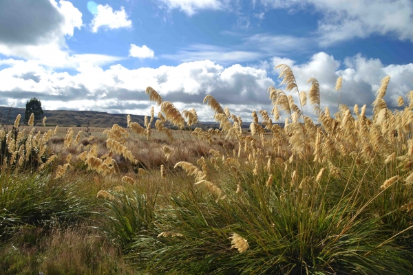 Zdjęcie z Nowej Zelandii - W drodze z Taupo do Wellington