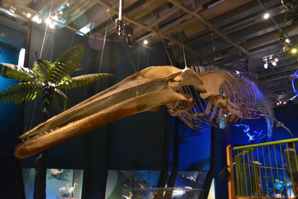 Zdjęcie z Nowej Zelandii - W Muzeum Narodowym Te Papa Tongarewa