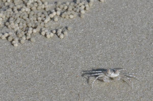 Zdjęcie z Tajlandii - 