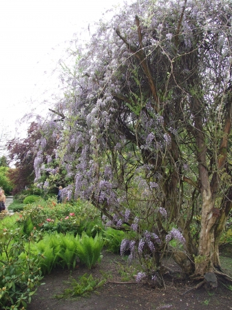 Zdjęcie z Polski - wisteria