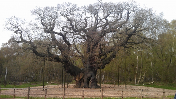 Zdjęcie z Wielkiej Brytanii - Major Oak - dąb Major