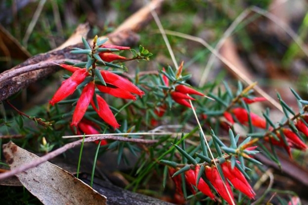 Zdjęcie z Australii - Flora