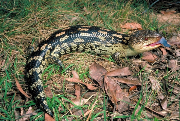 Zdjęcie z Australii - Spora jaszczura blue tongue, z rodziny scynkow