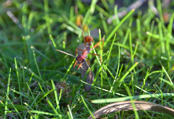 Zdjęcie z Australii - Ogromna mrowa red inch ant. Dobrze widac potezne szczeki