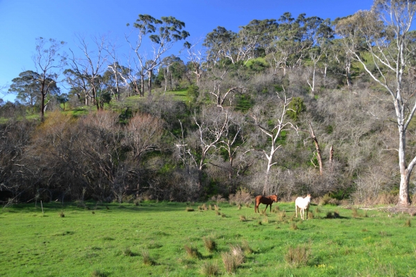 Zdjęcie z Australii - Okolice Kangarilla