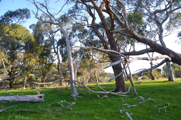 Zdjęcie z Australii - Okolice Kangarilla