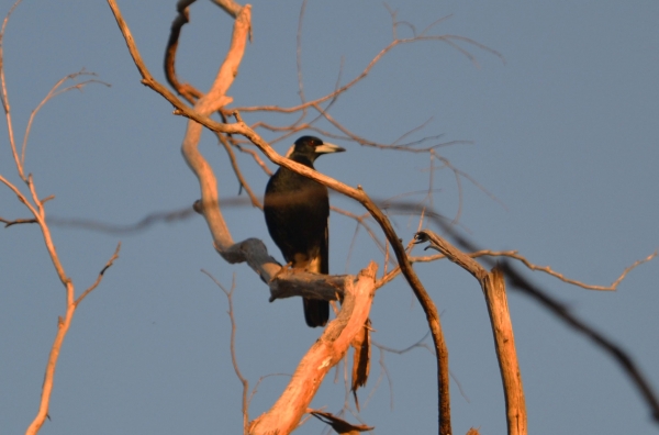 Zdjęcie z Australii - Magpie - pieknie spiewajaca australijska sroka
