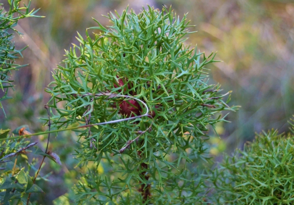 Zdjęcie z Australii - Flora buszu