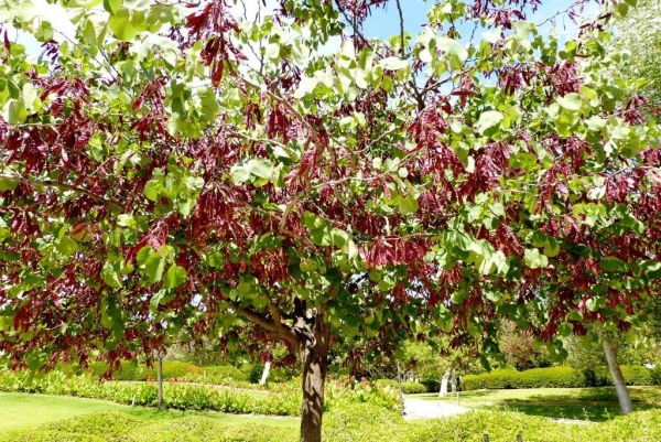 Zdjęcie z Hiszpanii - Park Miejski La Paloma