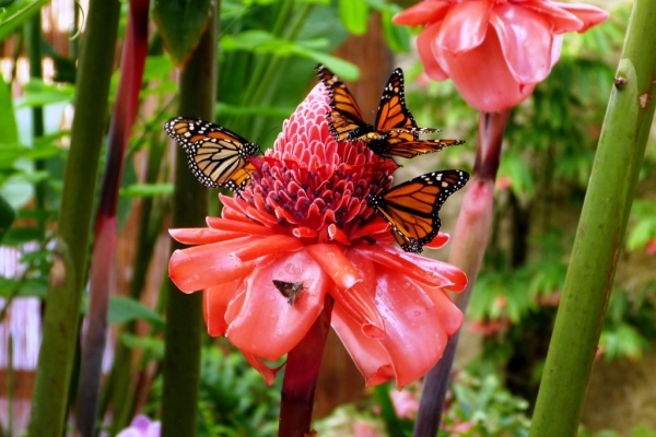 Zdjęcie z Hiszpanii - barwni mieszkańcy Mariposario