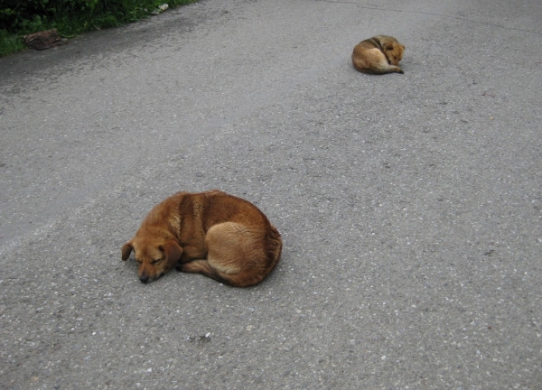Zdjęcie z Rumunii - Voroniec