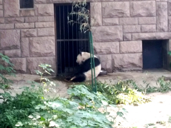Zdjęcie z Chińskiej Republiki Ludowej - Wizyta w pekińskim ZOO , w Pawilonie Pandy Wielkiej