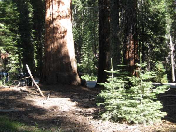 Zdjęcie ze Stanów Zjednoczonych - Yosemite NP