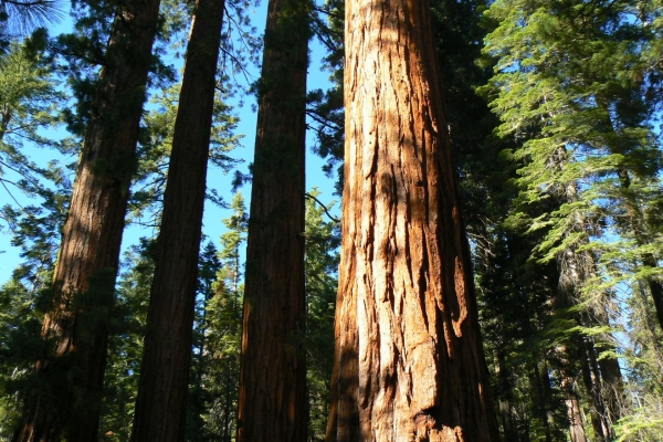 Zdjęcie ze Stanów Zjednoczonych - Yosemite NP