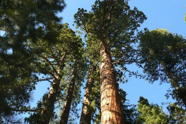Zdjęcie ze Stanów Zjednoczonych - Yosemite NP