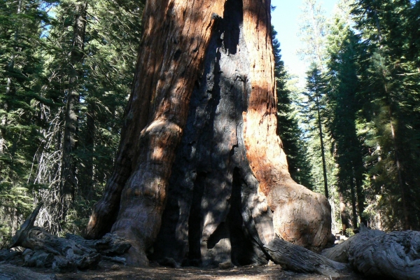 Zdjęcie ze Stanów Zjednoczonych - Yosemite NP