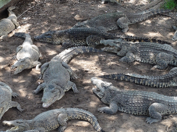 Zdjęcie z Kuby - crocodile farm