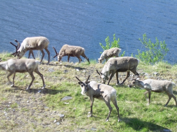 Zdjęcie z Norwegii - 
