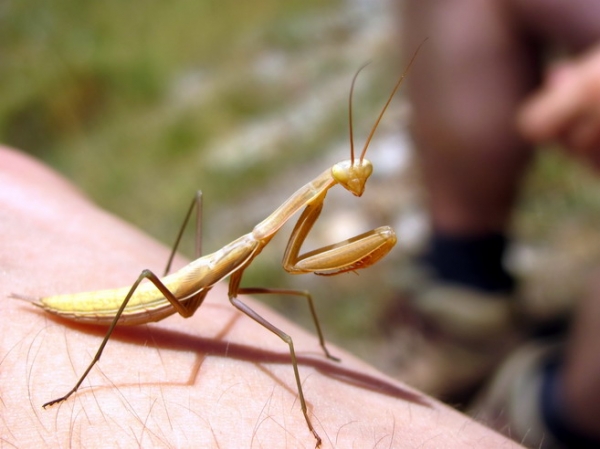 Zdjęcie z Macedonii - Park narodowy Galicica.