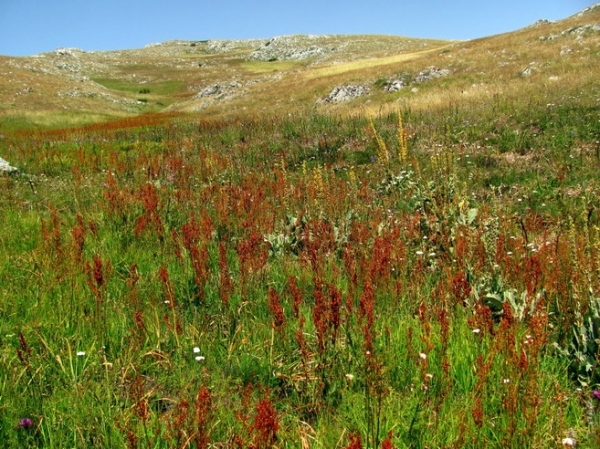 Zdjęcie z Macedonii - Park narodowy Galicica.