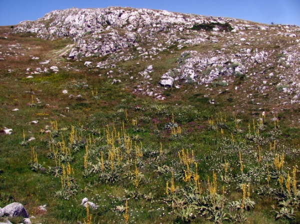 Zdjęcie z Macedonii - Park narodowy Galicica.