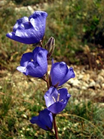 Zdjęcie z Macedonii - Park narodowy Galicica.