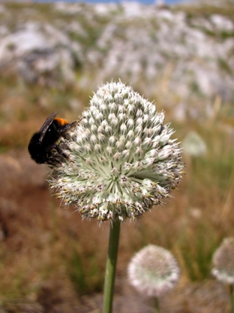 Zdjęcie z Macedonii - Park narodowy Galicica.