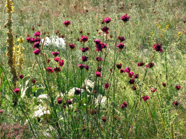 Zdjęcie z Macedonii - Park narodowy Galicica.