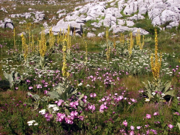 Zdjęcie z Macedonii - Park narodowy Galicica.