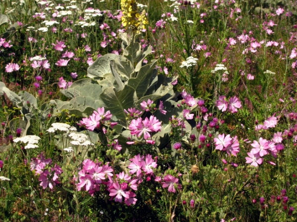 Zdjęcie z Macedonii - Park narodowy Galicica.