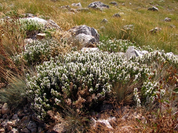 Zdjęcie z Macedonii - Park narodowy Galicica.