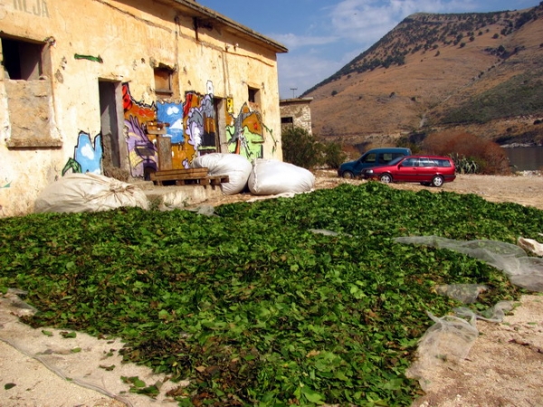 Zdjęcie z Albanii - Porto Palermo - okolice plaży.