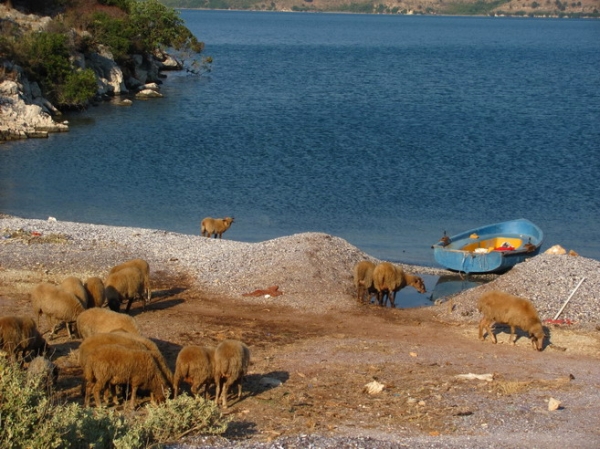 Zdjęcie z Albanii - Ksamil - brzeg laguny.