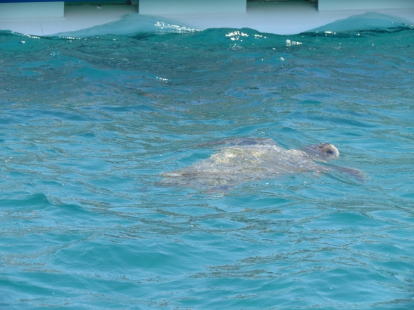 Zdjęcie z Grecji - caretta caretta