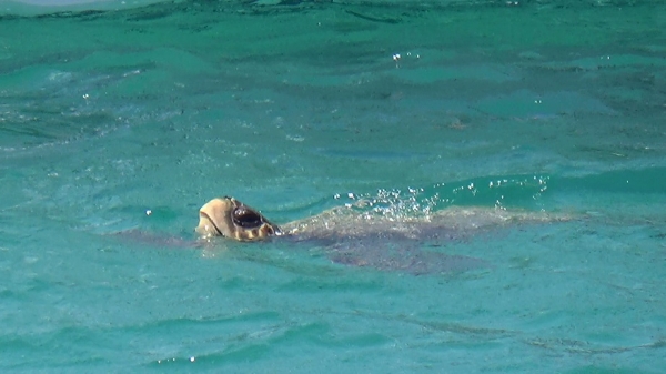 Zdjęcie z Grecji - caretta caretta